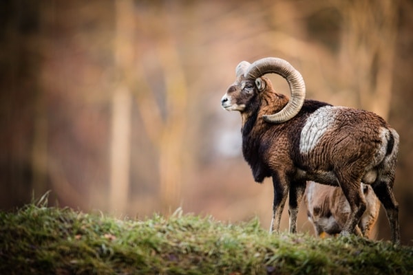 Observation des mouflons